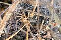 Agelena_labyrinthica_D4471_Z_87_Belversven_Nederland