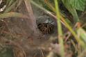 Agelena_labyrinthica_D6986_Z_85_Waterleidingduinen_Nederland