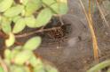 Agelena_labyrinthica_D6997_Z_84_Waterleidingduinen_Nederland