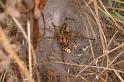Agelena_labyrinthica_D7441_Z_88_Lapalisse_Frankrijk