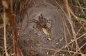 Agelena_labyrinthica_D7442_Z_88_Lapalisse_Frankrijk