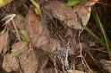 Agelena_labyrinthica_D7443_Z_88_Lapalisse_Frankrijk