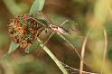 Agelena_labyrinthica_D7452_Z_88_Lapalisse_Frankrijk