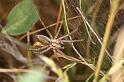 Agelena_labyrinthica_D7453_Z_89_Lapalisse_Frankrijk