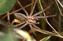 Agelena_labyrinthica_D7454_Z_89_Lapalisse_Frankrijk
