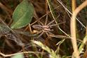 Agelena_labyrinthica_D7455_Z_88_Lapalisse_Frankrijk