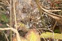 Agelena_labyrinthica_D7457_Z_88_Lapalisse_Frankrijk