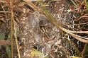 Agelena_labyrinthica_D7458_Z_89_Lapalisse_Frankrijk