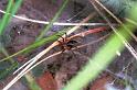 Agelena_labyrinthica_F0976_Z_82_Guzargues_Frankrijk