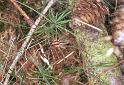 Agelena_labyrinthica_F2231_Z_85_Loenen(Gld)_Nederland
