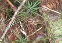 Agelena_labyrinthica_F2232_Z_85_Loenen(Gld)_Nederland