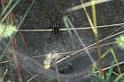 Agelena_labyrinthica_P0823_Z_80_-_Frankrijk