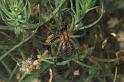 Agelena_labyrinthica_P1331_Z_82_Aeropoli_Griekenland