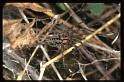 Agelena_labyrinthica_RP0633_O_83_-_Frankrijk