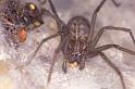 Tegenaria_agrestis_P0214_O_75_Veenendaal_Nederland