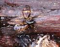Tegenaria_atrica_D2849_O_75_Badhoevedorp_Nederland