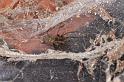 Tegenaria_atrica_D2922_Z_85_Badhoevedorp_Nederland