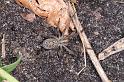 Tegenaria_atrica_D3805_Z_90_Badhoevedorp_Nederland