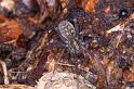 Tegenaria_atrica_D4368_Z_87_Badhoevedorp_Nederland