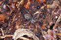 Tegenaria_atrica_D4369_Z_86_Oostvlieland_Nederland