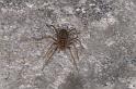 Tegenaria_atrica_D4544_Z_88_Badhoevedorp_Nederland