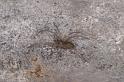 Tegenaria_atrica_D4545_Z_89_Badhoevedorp_Nederland