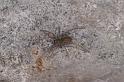 Tegenaria_atrica_D4546_Z_89_Badhoevedorp_Nederland