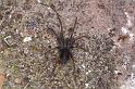 Tegenaria_atrica_D4580_Z_85_Badhoevedorp_Nederland