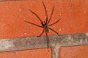 Tegenaria_atrica_D5245_Z_90_Badhoevedorp_Nederland