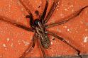 Tegenaria_atrica_D5246_Z_90_Badhoevedorp_Nederland
