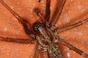Tegenaria_atrica_D5248_Z_89_Badhoevedorp_Nederland
