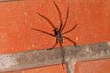Tegenaria_atrica_D5249_Z_89_Badhoevedorp_Nederland