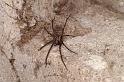 Tegenaria_atrica_D5673_Z_88_Ooij_Nederland