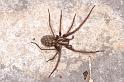 Tegenaria_atrica_D5718_Z_90_Ooij_Nederland