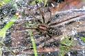 Tegenaria_atrica_F0125_Z_86_Veenendaal_Nederland