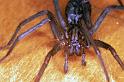 Tegenaria_atrica_F0132_Z_75_Badhoevedorp_Nederland