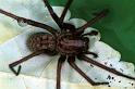 Tegenaria_atrica_F0478_Z_85_Badhoevedorp_Nederland