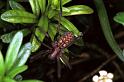 Tegenaria_atrica_F0481_Z_85_Badhoevedorp_Nederland
