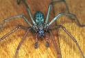 Tegenaria_atrica_F2447_Z_78_Badhoevedorp_Nederland