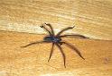 Tegenaria_atrica_F2448_Z_78_Badhoevedorp_Nederland