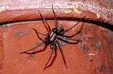 Tegenaria_atrica_P0079_Z_90_Veenendaal_Nederland