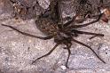 Tegenaria_atrica_P0128_Z_75_Veenendaal_Nederland