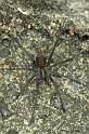 Tegenaria_atrica_P0293_Z_83_Badhoevedorp_Nederland