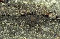 Tegenaria_atrica_P0294_Z_81_Badhoevedorp_Nederland
