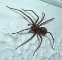 Tegenaria_duellica_D3316_Z_85_Badhoevedorp_Nederland