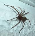 Tegenaria_duellica_D3324_Z_85_Badhoevedorp_Nederland