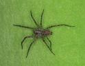 Tegenaria_ferruginea_D3125_Z_89_Badhoevedorp_Nederland