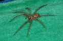 Tegenaria_ferruginea_D3126_Z_85_Badhoevedorp_Nederland