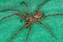 Tegenaria_ferruginea_D3127_Z_88_Badhoevedorp_Nederland