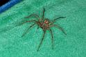 Tegenaria_ferruginea_D3129_Z_85_Badhoevedorp_Nederland